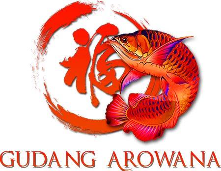GALLERY ARWANA SUPER RED GUDANG AROWANA